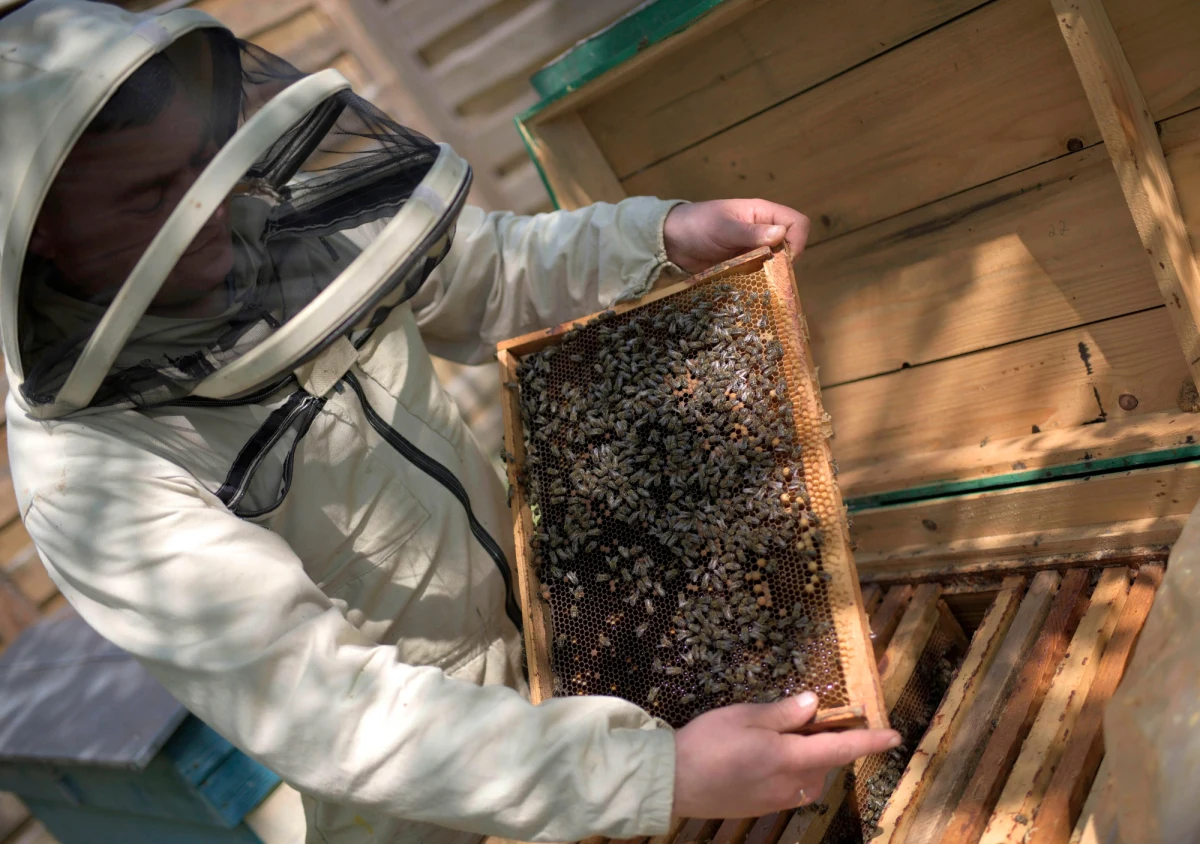 W apiterapii, tj. w leczeniu produktami pszczelimi, pojawił się nowy trend – oddychanie powietrzem z ula. W Polsce są już gospodarstwa pasieczne, gdzie można się poddać takiemu zabiegowi.