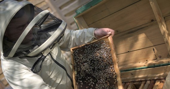 W apiterapii, tj. w leczeniu produktami pszczelimi, pojawił się nowy trend – oddychanie powietrzem z ula. W Polsce są już gospodarstwa pasieczne, gdzie można się poddać takiemu zabiegowi.