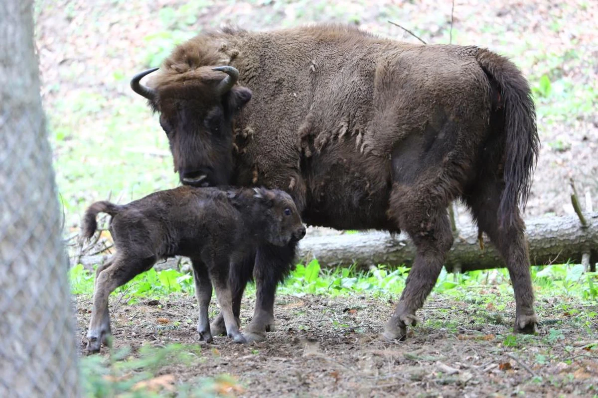 Pierwsze w tym roku żubrzątko przyszło na świat w zagrodzie żubrów w Mucznem w Bieszczadach na Podkarpaciu. To placówka zajmująca się hodowlą tych zwierząt, które później wypuszczane są na wolność.