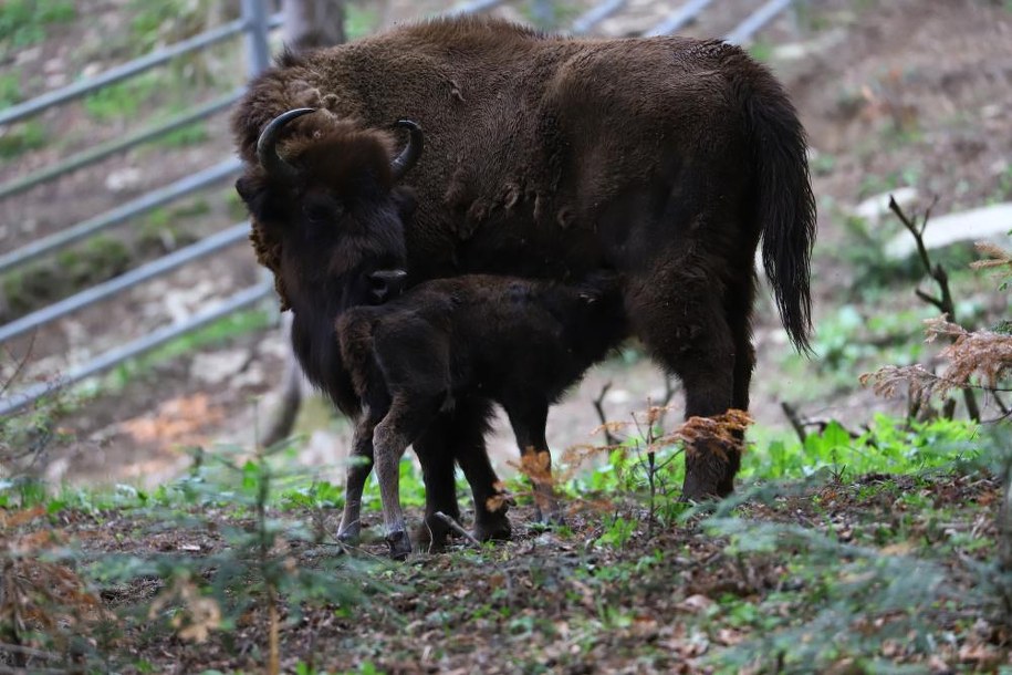 /foto. RDLP w Krośnie /