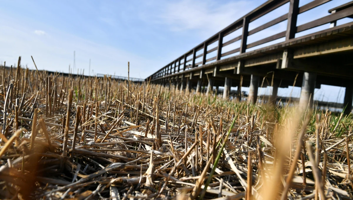 Susza rolnicza występuje w całym kraju. Największe niedobory wody zanotowano w województwie lubuskim i wielkopolskim. Susza najbardziej dotyka uprawy zbóż jarych i ozimych - informuje Instytut Uprawy Nawożenia i Gleboznawstwa (IUNG). 