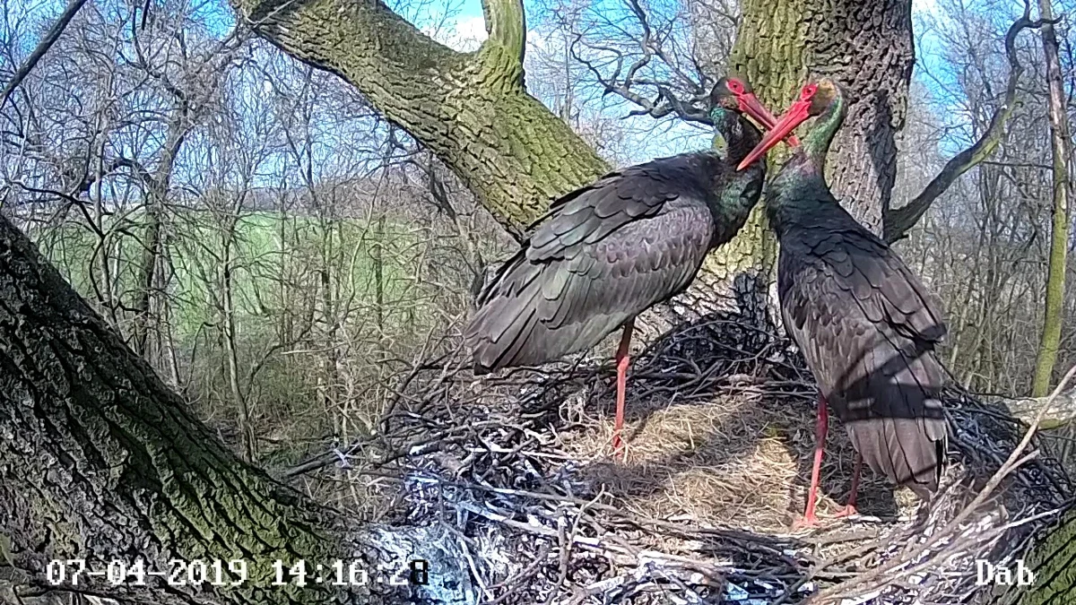 Fermina i Florentino to nie tylko bohaterowie "Miłości w czasach zarazy" Gabriela Garcíi Márqueza. To także imiona pary bocianów czarnych, które przez całą dobę można podglądać w gnieździe na dębie w województwie łódzkim. A warto tam zajrzeć tym bardziej, że w weekend para doczekała się potomstwa.