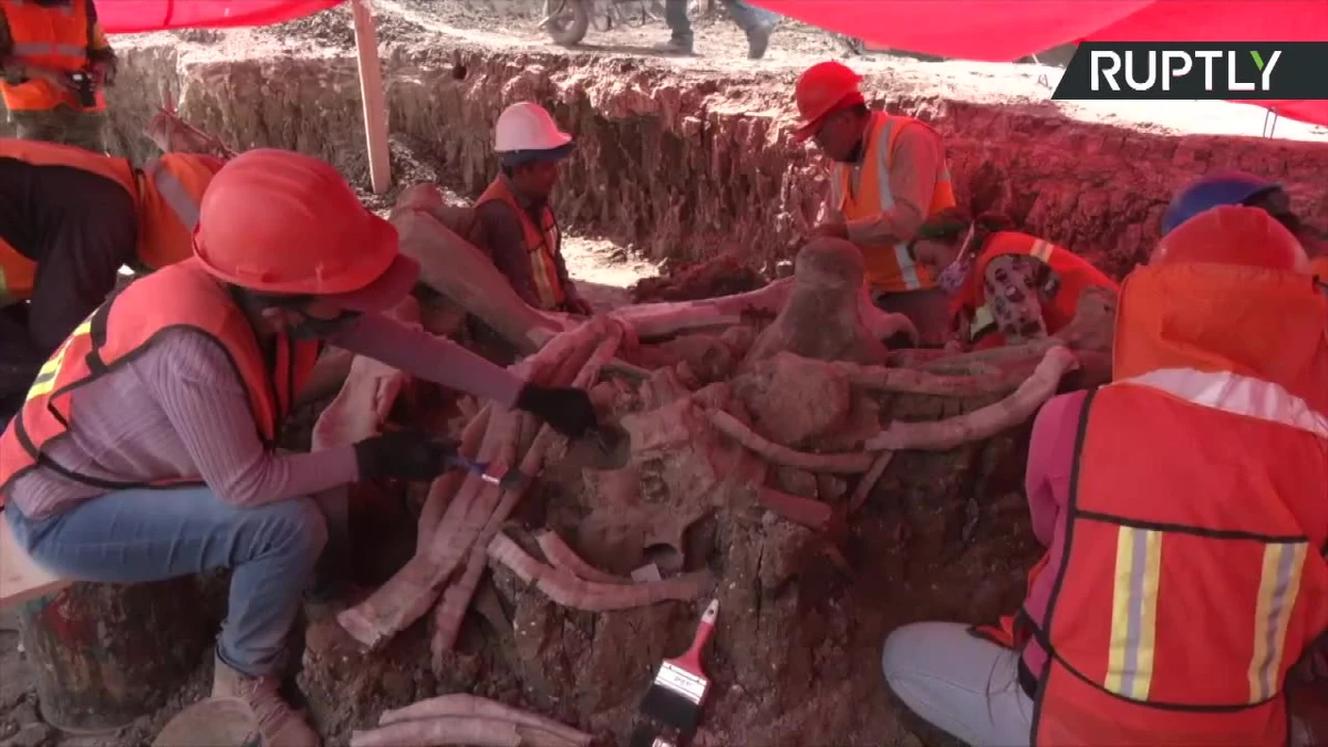 Na budowie lotniska w pobliżu stolicy Meksyku odkryto skamieliny około 60 mamutów. W tym miejscu tysiące lat tamu znajdowała się płytka część jeziora Xaltocan. Zdaniem archeologów, odkrycie może przybliżyć sposoby polowania na mamuty przez pierwotnych ludzi.
