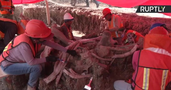 Na budowie lotniska w pobliżu stolicy Meksyku odkryto skamieliny około 60 mamutów. W tym miejscu tysiące lat tamu znajdowała się płytka część jeziora Xaltocan. Zdaniem archeologów, odkrycie może przybliżyć sposoby polowania na mamuty przez pierwotnych ludzi.
