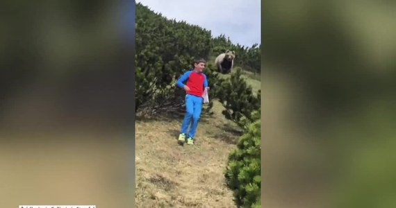 12-letni Alessandro zachował niezwykły spokój podczas spotkania oko w oko z niedźwiedziem we włoskich Dolomitach. Chłopiec powoli wycofał się i pouczał swojego ojczyma, aby zachowywać się cicho, ponieważ głośne krzyki mogą wywołać agresywną reakcję niedźwiedzia. Alessandro spokojnie wrócił do ojczyma, a niedźwiedź po dłuższej chwili wycofał się i poszedł w innym kierunku po zboczu góry.