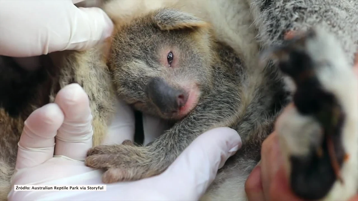 Poznajcie pierwszego koalę, który przyszedł na świat w Australian Reptile Park po trawiących cały kraj pożarach. Uroczy zwierzak otrzymał imię Ash, które po angielsku oznacza popiół. Ma być symbolem nowego życia zwierząt i całej przyrody.