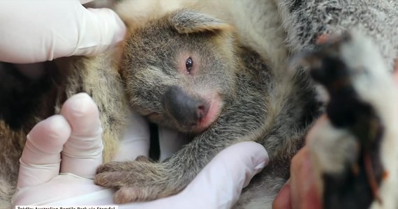 Poznajcie pierwszego koalę, który przyszedł na świat w Australian Reptile Park po trawiących cały kraj pożarach. Uroczy zwierzak otrzymał imię Ash, które po angielsku oznacza popiół. Ma być symbolem nowego życia zwierząt i całej przyrody.