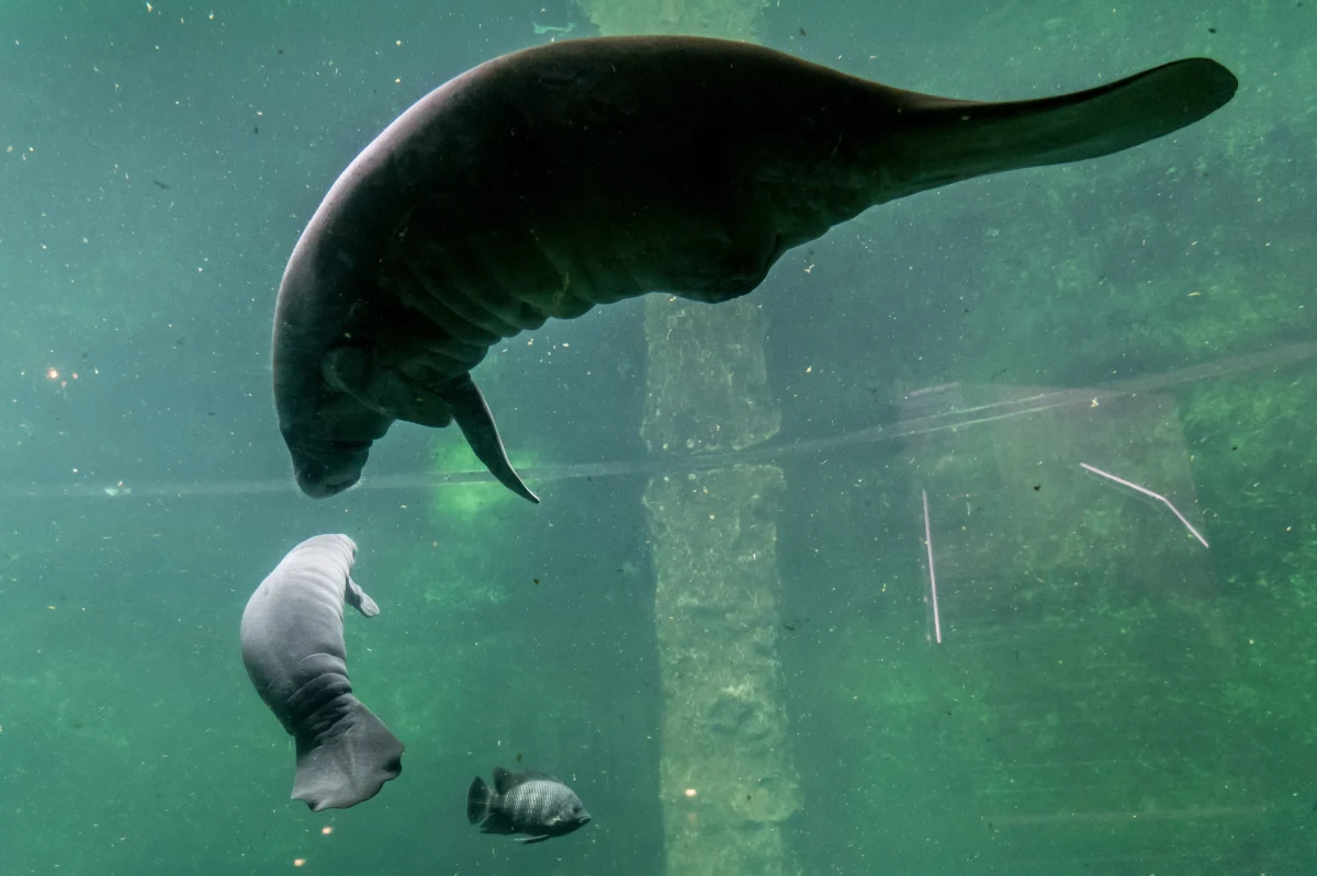 We wrocławskim zoo po raz trzeci w historii tego ogrodu urodził się manat. Zwierzęta te są zagrożone wyginięciem. Ich populacja w ogrodach zoologicznych jest jeszcze wciąż za mała, aby zapewnić przetrwanie gatunku.