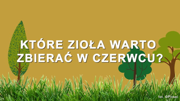 Czerwiec to idealny miesiąc na zbieranie ziół. Sprawdź, które warto zbierać. 