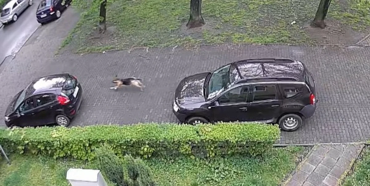 Policja z Chorzowa namierzyła sprawcę zniszczenia co najmniej kilkunastu opon w samochodach. Na jednym z parkingów przy ul. Farnej od dwóch miesięcy niszczone były opony. Sprawca nie usłyszy jednak zarzutów, bo jest… psem. 