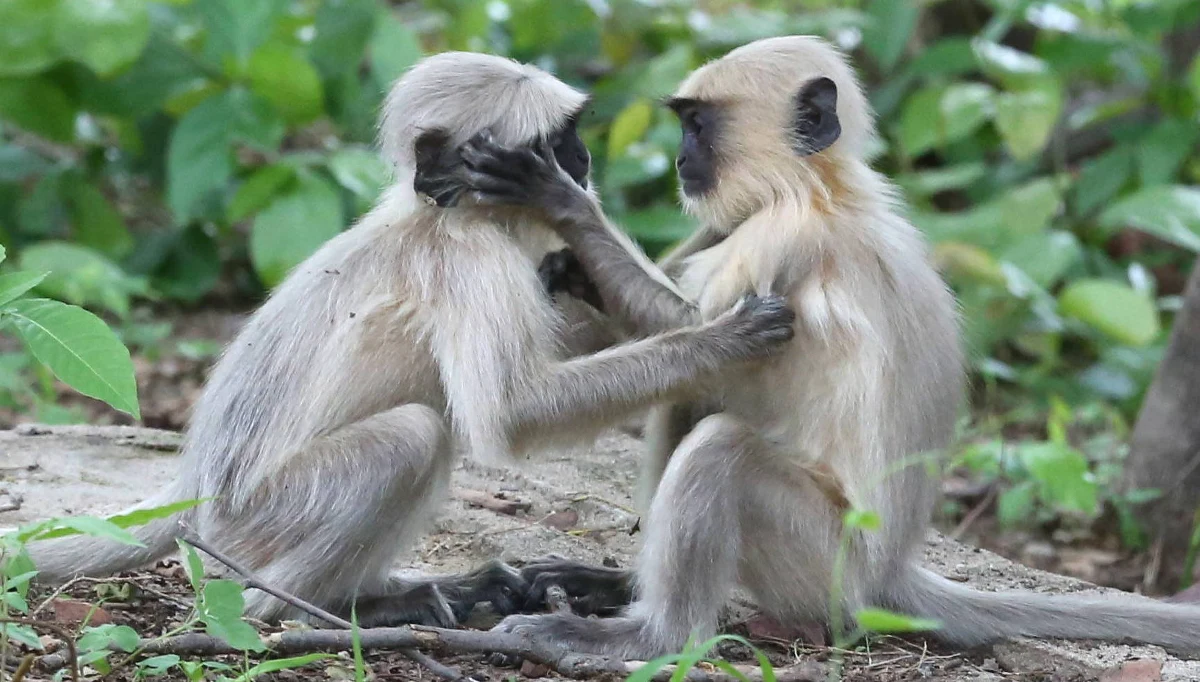 Na północy Indii grupa małp zaatakowała laboranta przenoszącego próbki krwi pacjentów chorych na Covid-19, wyrwała mu je i uciekła - poinformowały lokalne władze.