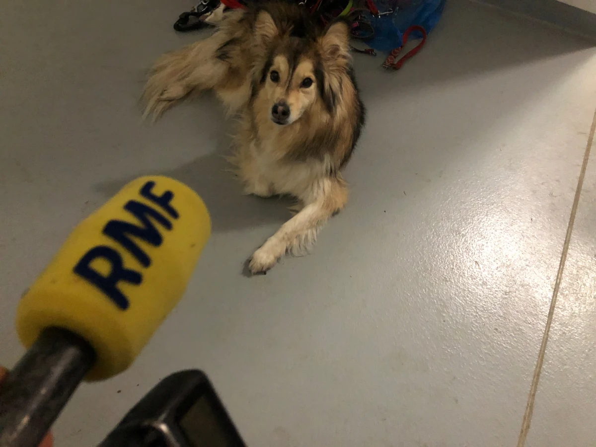 "Wracamy do normalności. Z dnia na dzień odbywa się coraz więcej adopcji" - przyznają w rozmowie z RMF FM pracownicy Schroniska dla bezdomnych zwierząt w Dyminach pod Kielcami. Na nowych właścicieli czeka tam prawie sto zwierząt.