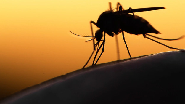 W klimacie umiarkowanym, jaki panuje w naszym kraju, komary nie przenoszą na szczęście groźnych chorób. Ich ukąszenie powoduje jedynie swędzące i bolące bąble. Nic przyjemnego, ale w niczym to nie zagraża naszemu zdrowiu. 
Naukowcy jednak alarmują, że stopniowe ocieplenie klimatu może nawet już za 10 lat sprowadzić na południe Europy gatunek komara, który roznosi ciężkie wirusowe choroby.