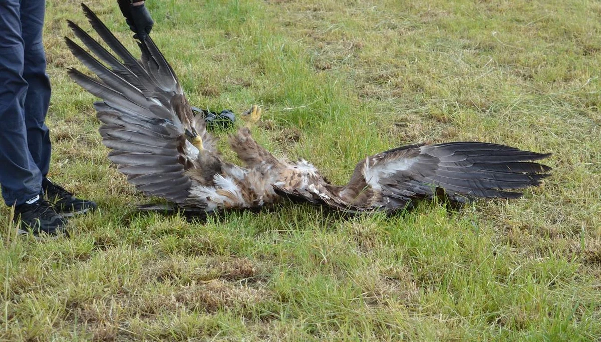 Martwe ptaki będące pod ochroną znaleziono na polu. Chodzi o kruki, błotniaki i bielika - zwierzęta znaleziono na polu w Wielowsi. Znaleziono na polu w Wielowsi.