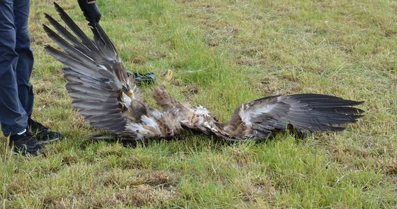 Martwe ptaki będące pod ochroną znaleziono na polu. Chodzi o kruki, błotniaki i bielika - zwierzęta znaleziono na polu w Wielowsi. Znaleziono na polu w Wielowsi.
