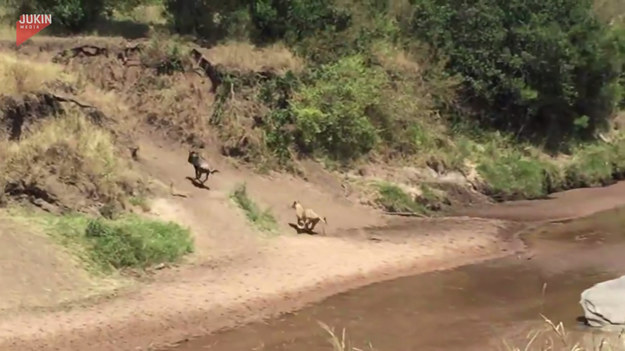 Zabawną sytuację podejrzeli turyści przemierzający teren Rezerwatu Narodowego Masai Mara w Kenii. Swój instynkt drapieżcy ujawniła przed nimi lwica, ścigając samotną antylopę gnu. Gdy oboje zniknęli w kotlinie, nikt nie spodziewał się, że równie szybko jak do niej wbiegli, równie szybko z niej wybiegną. Jednak tym razem to antylopa była w natarciu, a lwica pierzchała ile sił w łapach. Na pożegnanie dostała silnego kuksańca, który miał pomóc jej zrozumieć, że dzisiaj kolacji nie będzie. 