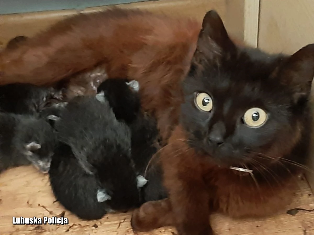 Interwencja policjantów uratowała życie czterem kociętom. Bezbronne zwierzaki zostały wyrzucone do kontenera na śmieci na jednym z osiedli w Słubicach w Lubuskiem. Zarzuty w tej sprawie grożą 18-latkowi - poinformował rzecznik lubuskiej policji Marcin Maludy.