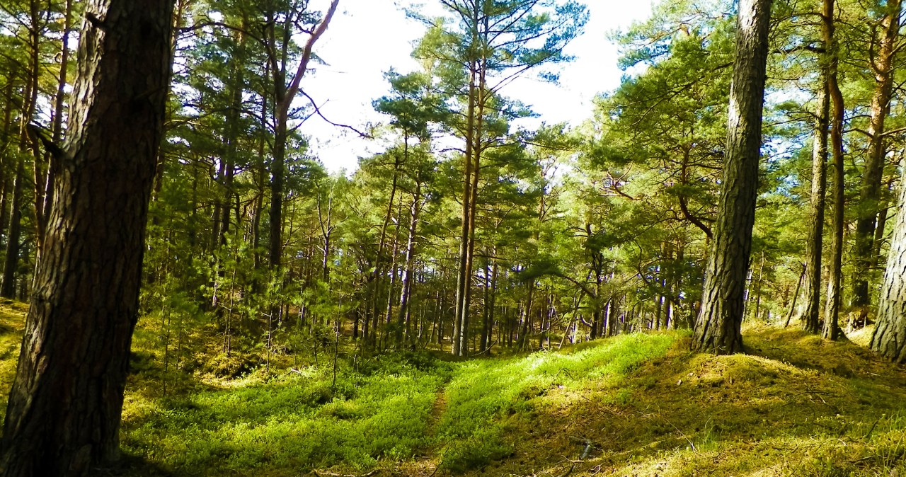 Bony zniknęły w dwie minuty. Ogromne zainteresowanie turystycznym programem