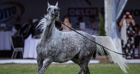 Aukcja koni arabskich "Pride of Poland" w stadninie koni w Janowie Podlaskim odbędzie się 9 sierpnia - zapowiedział prezes Polskiego Klubu Wyścigów Konnych (PKWK) Tomasz Chalimoniuk. Jej organizatorem będzie Polski Klub Wyścigów Konnych.
