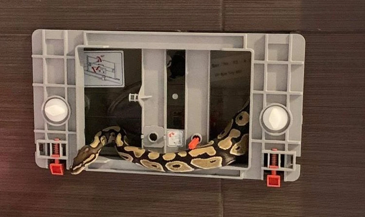 Mieszkańcy bloku na wrocławskich Popowicach znaleźli w swojej łazience pytona królewskiego. Wezwali straż i przedstawicieli schroniska dla zwierząt. Wąż jednak schował się i przez jakiś czas był nieuchwytny. Ostatecznie udało się go złapać.