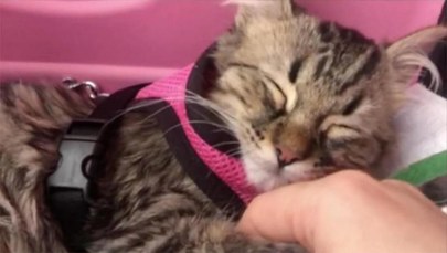 Belgijska studentka przemyciła z Peru kota. Sąd zdecydował, że nie zostanie uśpiony