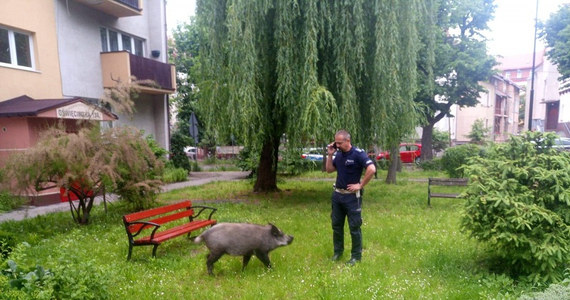 Do nietypowej interwencji zostali wezwani policjanci z Legnicy. Mundurowi musieli uporać się z dzikiem, który według mieszkańców osiedla, ukradł i zjadł dzieciom pierogi.