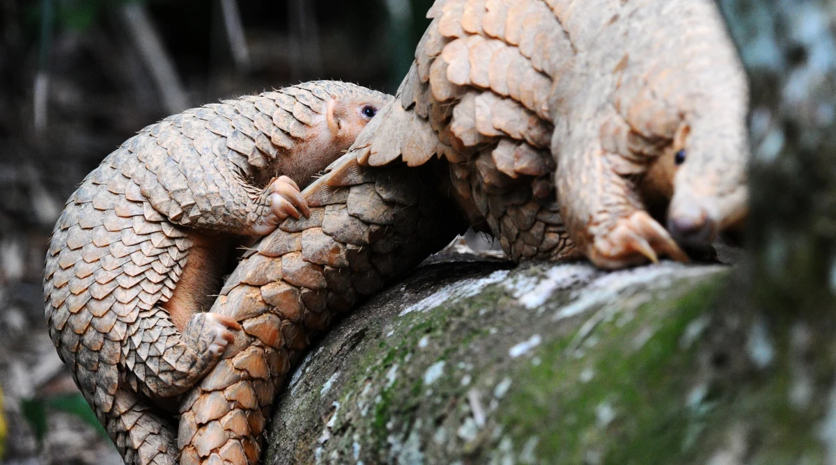 Produkty z łuskowców nie znalazły się w najnowszym, oficjalnym zestawieniu lekarstw chińskiej medycyny tradycyjnej - podały we wtorek chińskie media. Według części badaczy ssaki te mogły być ogniwem pośrednim w przejściu koronawirusa Sars-CoV-2 na człowieka.