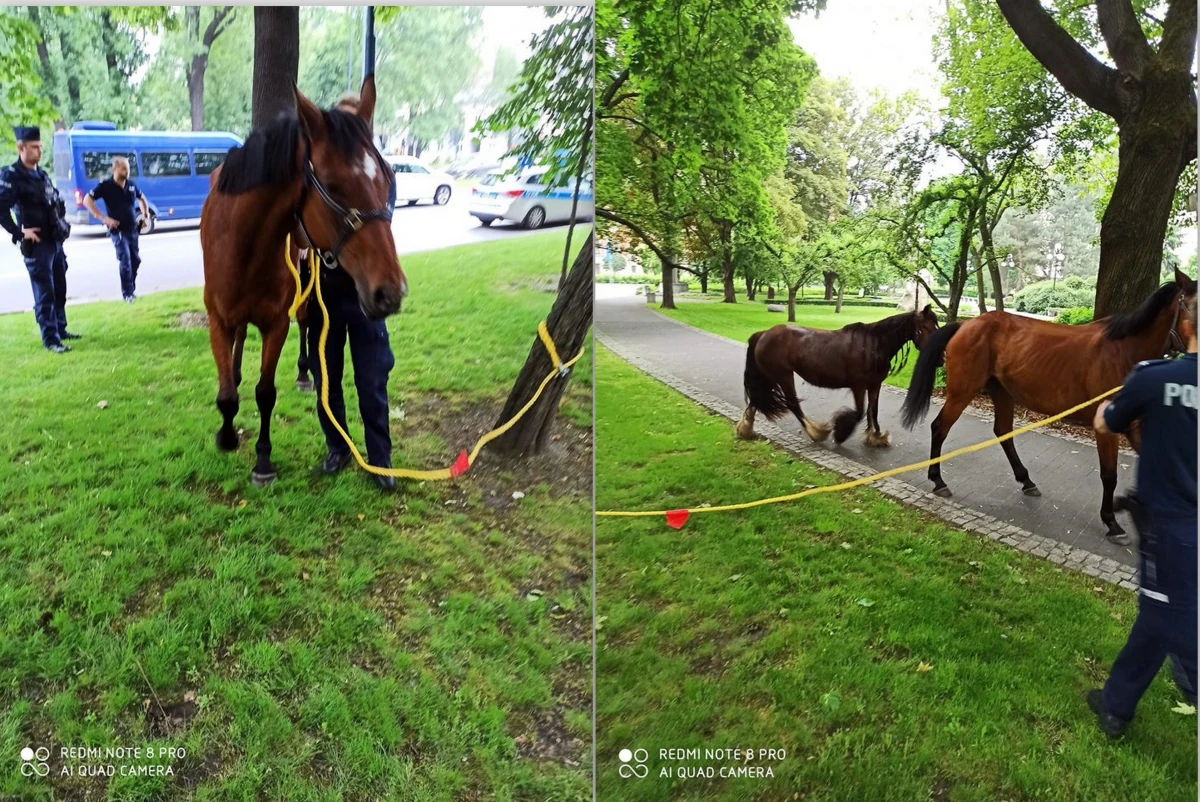 Niecodzienny widok zaskoczył o poranku krakowian spieszących do pracy. Po głównej artylerii miasta Alejach Trzech Wieszczów biegały dwa spłoszone konie. Nie wiadomo na razie skąd uciekły. Na miejsce pojechały policja i straż miejska. Udało się schwytać zwierzęta. Okazuje się, że konie nie mają czipów i nie wiadomo do kogo należą. Właścicieli szuka Krakowskiego Towarzystwo Opieki nad Zwierzętami.