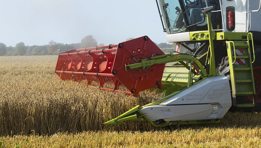 Harvest halfway through, farmers bitter.  Full magazines, empty wallets.