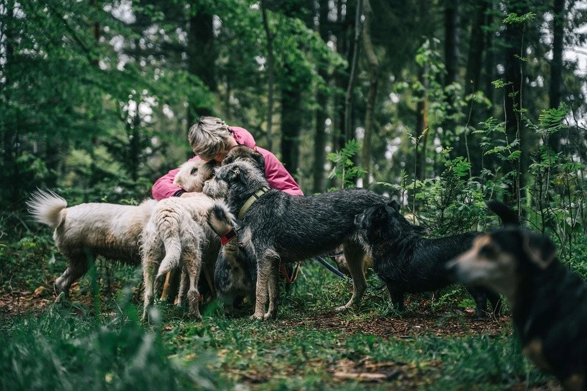 Schronisko dla Schronisk – pod tym hasłem ruszyła akcja, która wzruszy zapewne każdego miłośnika zwierząt. Celem tej edycji jest znalezienie nowego lokum dla Fundacji Zwierzęta Podhala, której podopieczni już niedługo stracą dach nad głową . Dowiedz się, w jaki sposób możesz pomóc, aby uratować skrzywdzone przez los zwierzęta!