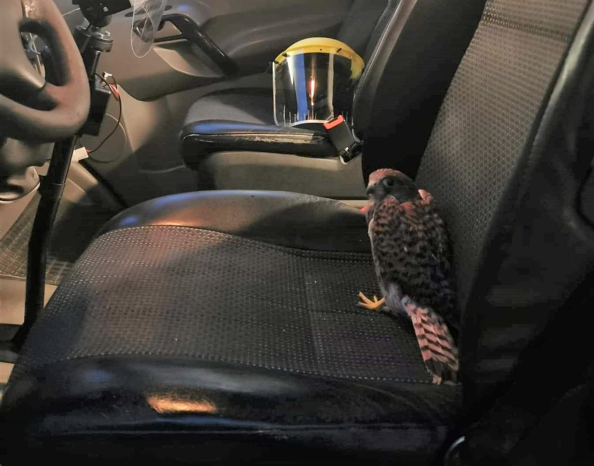 Nietypowa interwencja ratowników z radomskiego pogotowia, który uratowali młodego myszołowa. Ptak prawdopodobnie wypadł z gniazda.