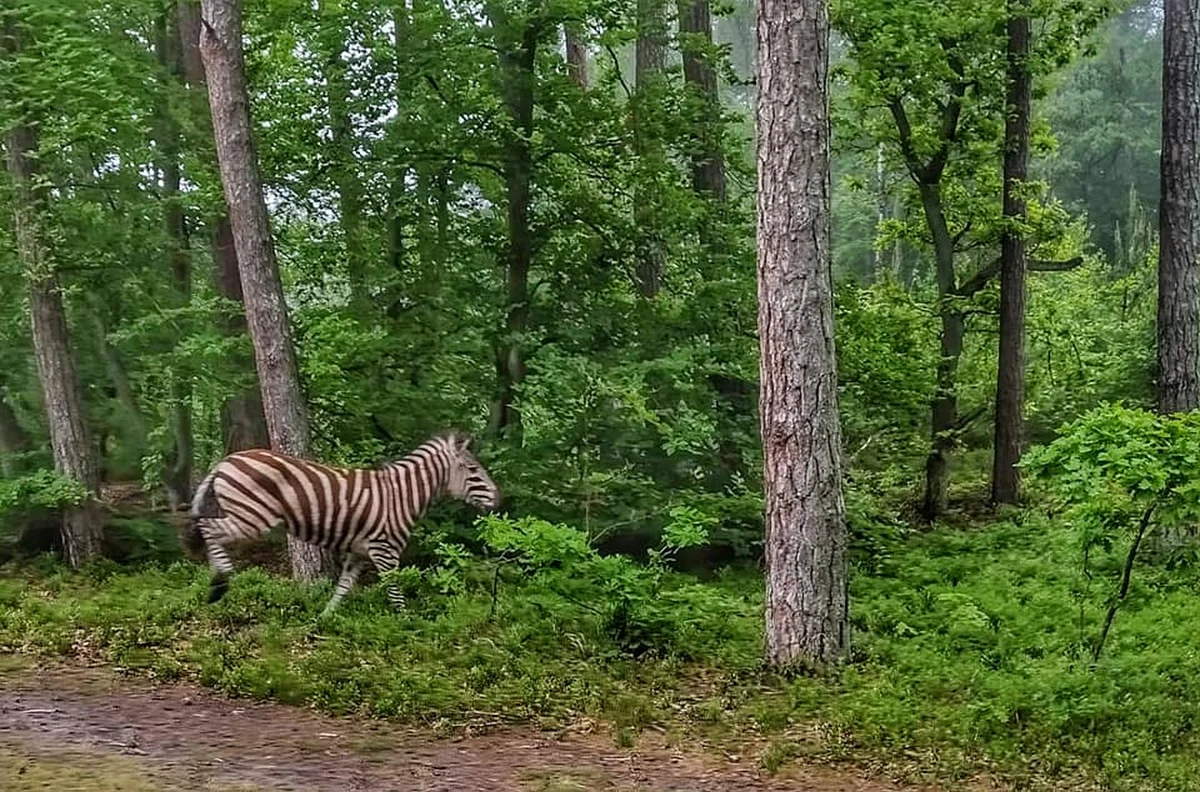 Na zebrę hasającą po leśnictwie Jantar na Mierzei Wiślanej natrafili sami leśnicy. Przecierając oczy ze zdumienia zrobili zdjęcia. "Bardzo szybko ociepla nam się klimat" – napisali na Twitterze.