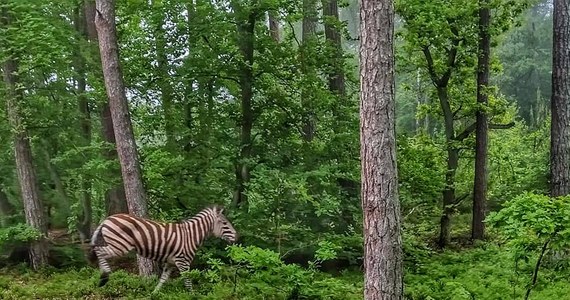 Na zebrę hasającą po leśnictwie Jantar na Mierzei Wiślanej natrafili sami leśnicy. Przecierając oczy ze zdumienia zrobili zdjęcia. "Bardzo szybko ociepla nam się klimat" – napisali na Twitterze.