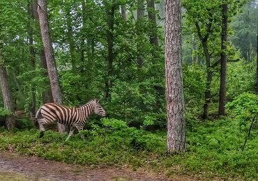 Zebra w lesie na Mierzei Wiślanej. "Ociepla nam się klimat"