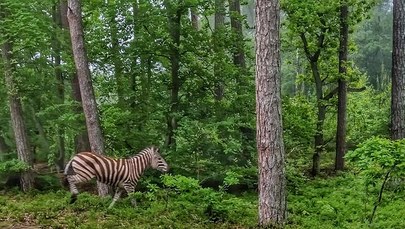Zebra w lesie na Mierzei Wiślanej. "Ociepla nam się klimat"