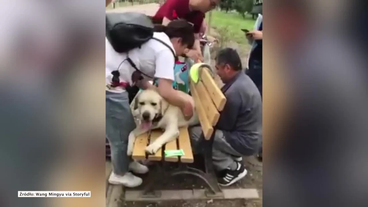 Labrador o imieniu Xiaozhuang utknął w szczelinie ławki w parku w Pekinie. Pomogli mu przechodnie, którzy powoli ułożyli jego nogi i wypchnęli go ze szczeliny. Właściciel psa opublikował nagranie z akcji ratunkowej w mediach społecznościowych. „To takie zawstydzające. Nie mam nic przeciwko temu, że jest gruby, ale on jest taki głupi! Ech!” - stwierdził. Właściciel Xiaozhuanga podkreślił, że labrador lubi odpoczywać na ławkach w parku, a w tej sytuacji przypadkowo prześlizgnął się przez szczelinę, w której się zablokował.