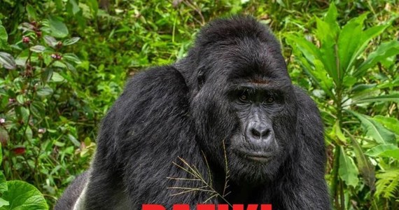 Jeden z najbardziej znanych goryli górskich w Ugandzie, Rafiki, został zabity przez kłusowników. W związku ze sprawą aresztowano czterech mężczyzn - poinformowała w piątek na Facebooku Uganda Wildlife Authority (UWA), agencja rządowa, która zajmuje się m.in. ochroną dzikiej przyrody.