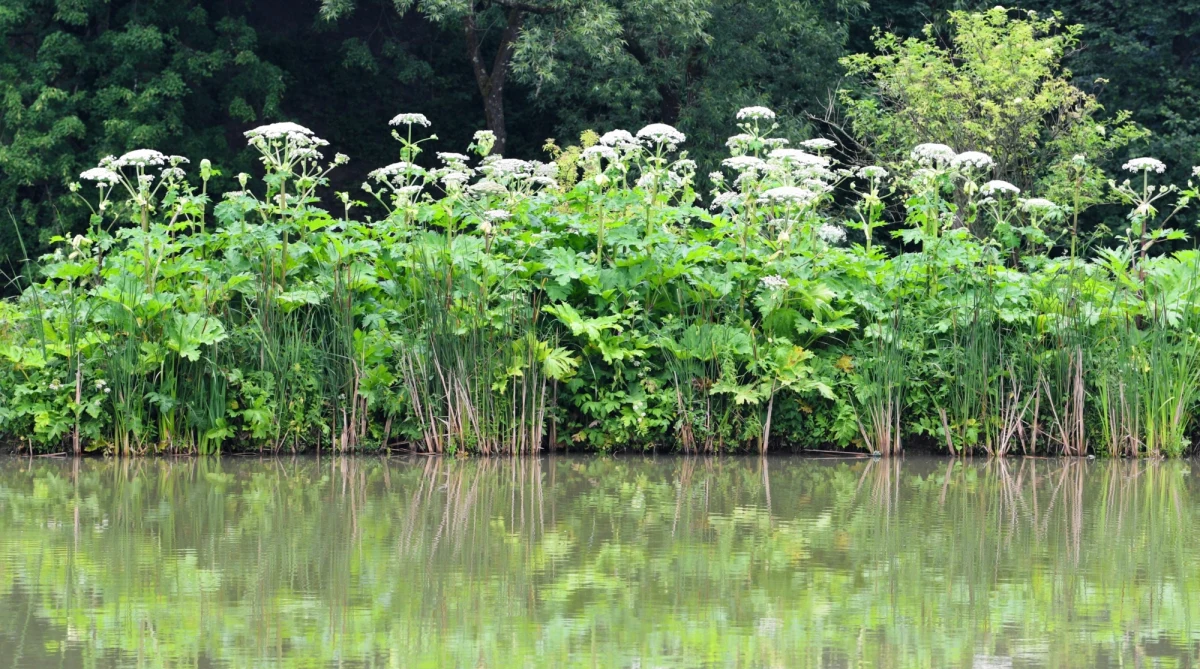 Przez cztery lata rząd zwlekał z przyjęciem przepisów, które pomogłyby walczyć z barszczem Sosnowskiego - wynika z raportu Najwyższej Izby Kontroli, do której dotarł "Fakt". W wyniku tego niebezpieczna roślina w sposób niekontrolowany rozprzestrzenia się po Polsce.