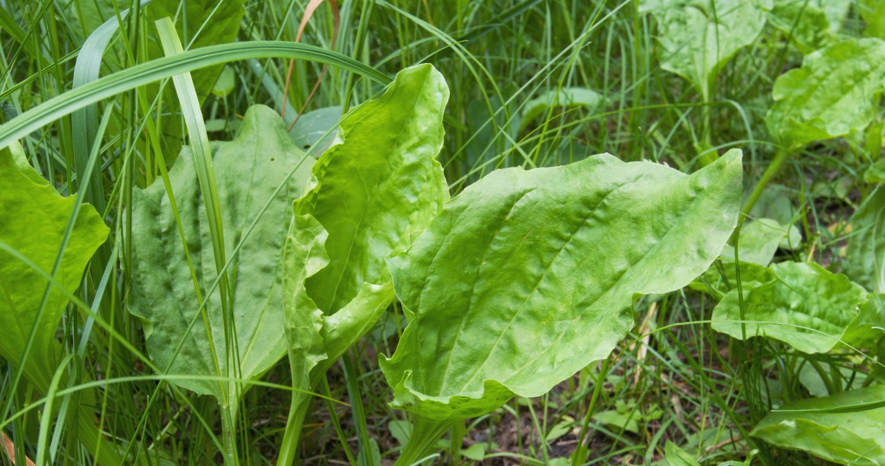 Ma wiele cennych dla zdrowia adekwatności. Na co działa babka lancetowata?