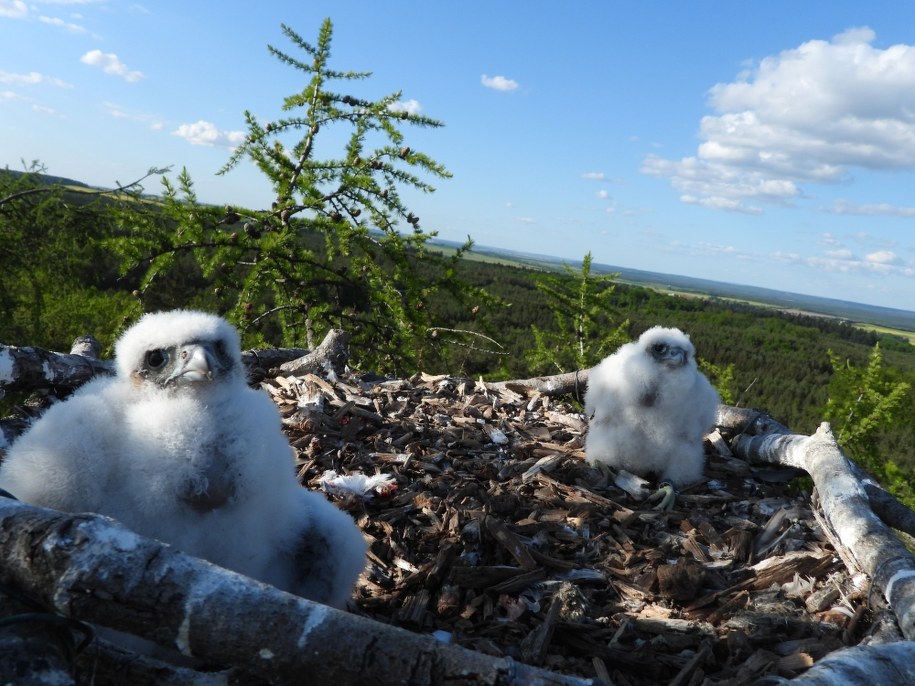 /Fot. S.Sielicki, Stowarzyszenie na Rzecz Dzikich Zwierząt „Sokół” /