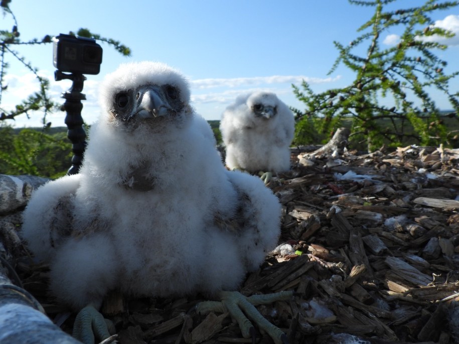 /Fot. S.Sielicki, Stowarzyszenie na Rzecz Dzikich Zwierząt „Sokół” /
