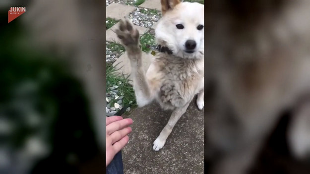 Ten pies w trakcie zabawy ze swoim właścicielem chciał przybić piątkę. Zobaczcie, czy mu się udało! 