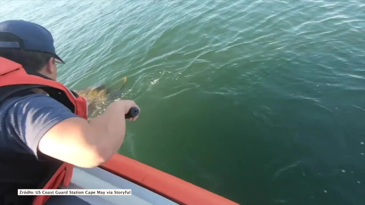 Amerykańska straż przybrzeżna z New Jersey pomogła uratować żółwia morskiego zaplątanego w linę. Ratownicy pochwycili gada za pomocą siatki i pomogli mu się oswobodzić. Uwolniony żółw wypłynął na pełne morze.W akcji brali udział również ekolodzy z organizacji zajmującej się walką z zagrożeniem uduszeniem się zwierząt morskich przez fragmenty siatek rybackich i plastikowe śmieci.