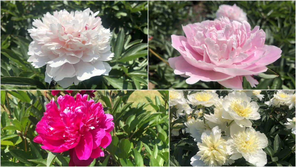 Co prawda królowa kwiatów jest tylko jedna, ale mamy wrażenie, że róży po piętach depcze piwonia. A te w pełnej krasie właśnie można podziwiać w łódzkim ogrodzie botanicznym.