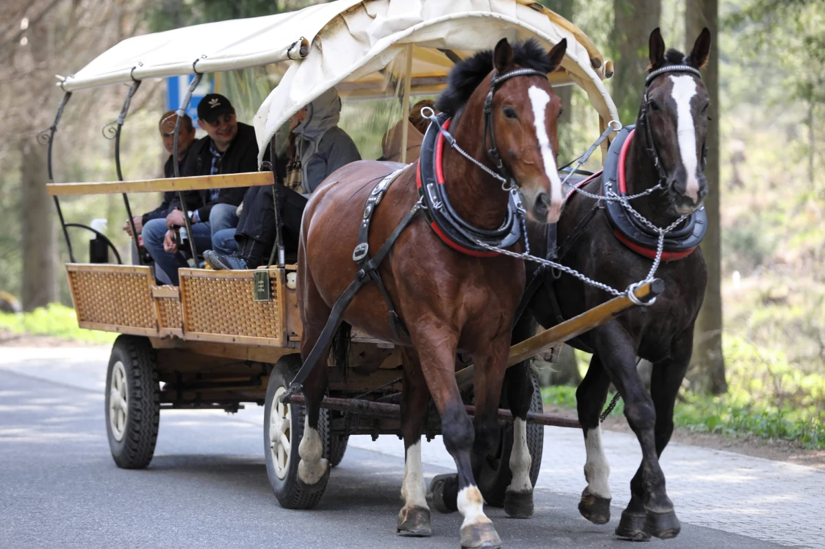 "Na drodze do Morskiego Oka w czwartek spłoszyły się dwa konie ciągnące zaprzęg, na którym nie było turystów. Ranny woźnica został przewieziony do zakopiańskiego szpitala; jednego z koni nie uda się uratować" – poinformował rzecznik zakopiańskiej policji Roman Wieczorek.