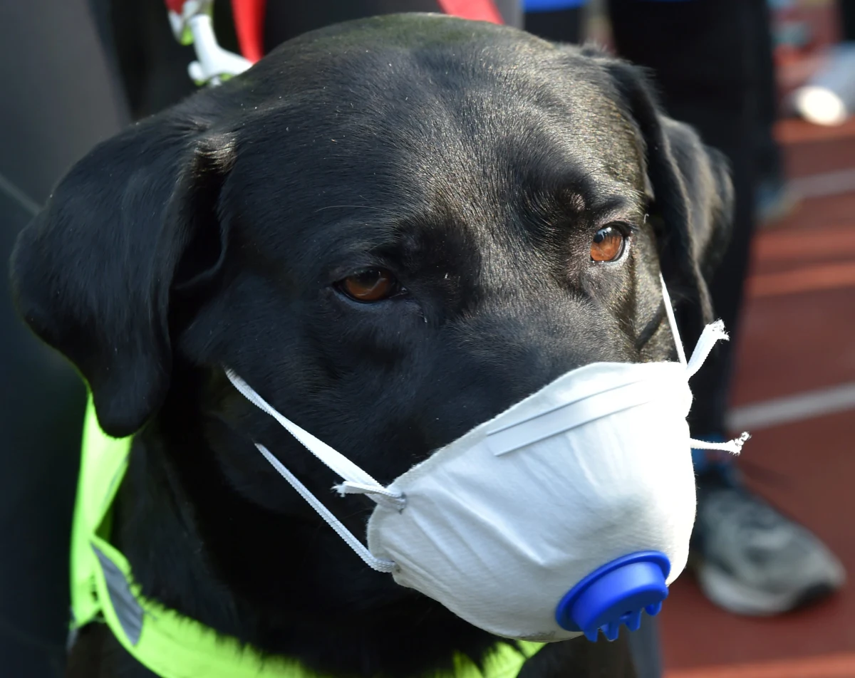 Świat musi zacząć monitorować ryzyko zakażenia koronawirusem u zwierząt - przekonują w opublikowanym właśnie na łamach czasopisma "The Lancet Microbe" komentarzu badaczki z University College London. Ich zdaniem znane przypadki przenoszenia SARS-CoV-2 na zwierzęta i pierwsze doniesienia o tym, że norki mogą zarażać ludzi budzą coraz większy niepokój. Brytyjki przestrzegają, że zwierzęta, zarówno domowe, jak i hodowlane mogłyby stać się rezerwuarem koronawirusa i doprowadzić do powstania nowych ognisk choroby nawet po stłumieniu pandemii wśród ludzi. 