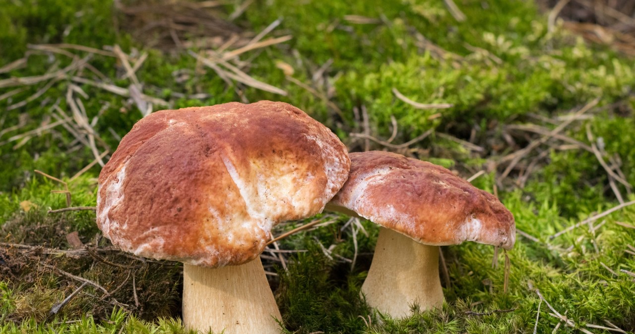 Olbrzymie grzyby w polskich lasach. Ekspert zdradza, skąd się wzięły