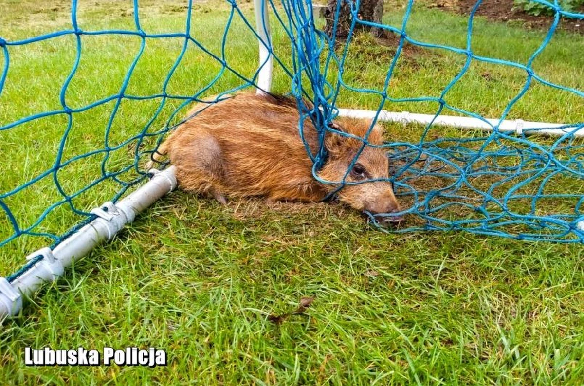 "Podczas jednej służby patrol drogówki z komendy w Świebodzinie (Lubuskie) najpierw uwolnił z boiskowej siatki dwa małe dziki, a kilka godzin później pomógł przejść przez ruchliwą jezdnię bocianowi" – poinformował w poniedziałek Marcin Ruciński z Komendy Powiatowej Policji w Świebodzinie.
