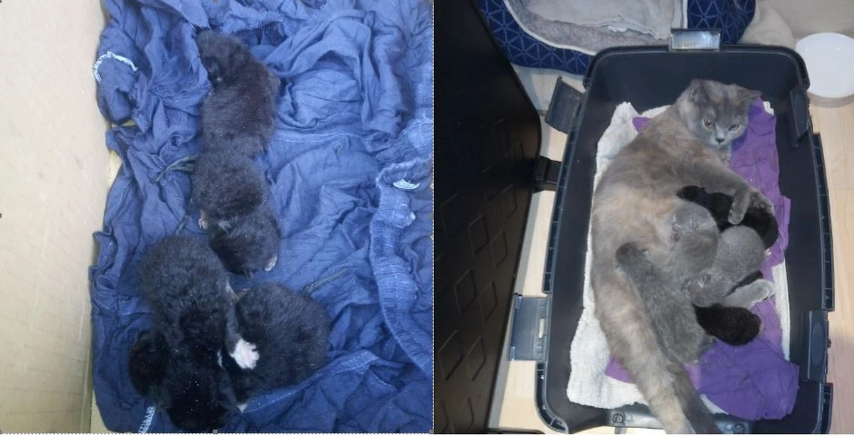 Strażnicy miejscy ze Szczecina podczas kontroli strefy parkowania zauważyli nieprawidłowo stojący samochód. W momencie zakładania blokady, usłyszeli dobiegające ze środa pojazdu - odgłosy. 