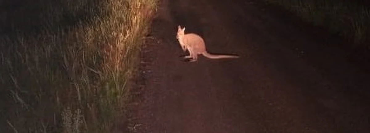 Młodego kangura spotkał we wtorkowy wieczór jeden z leśniczych z Nadleśnictwa Włocławek. Trwają poszukiwania zwierzęcia. 